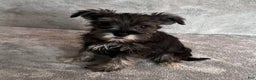 Miniature Schnauzer dogs for sale: Theo - Ad 4