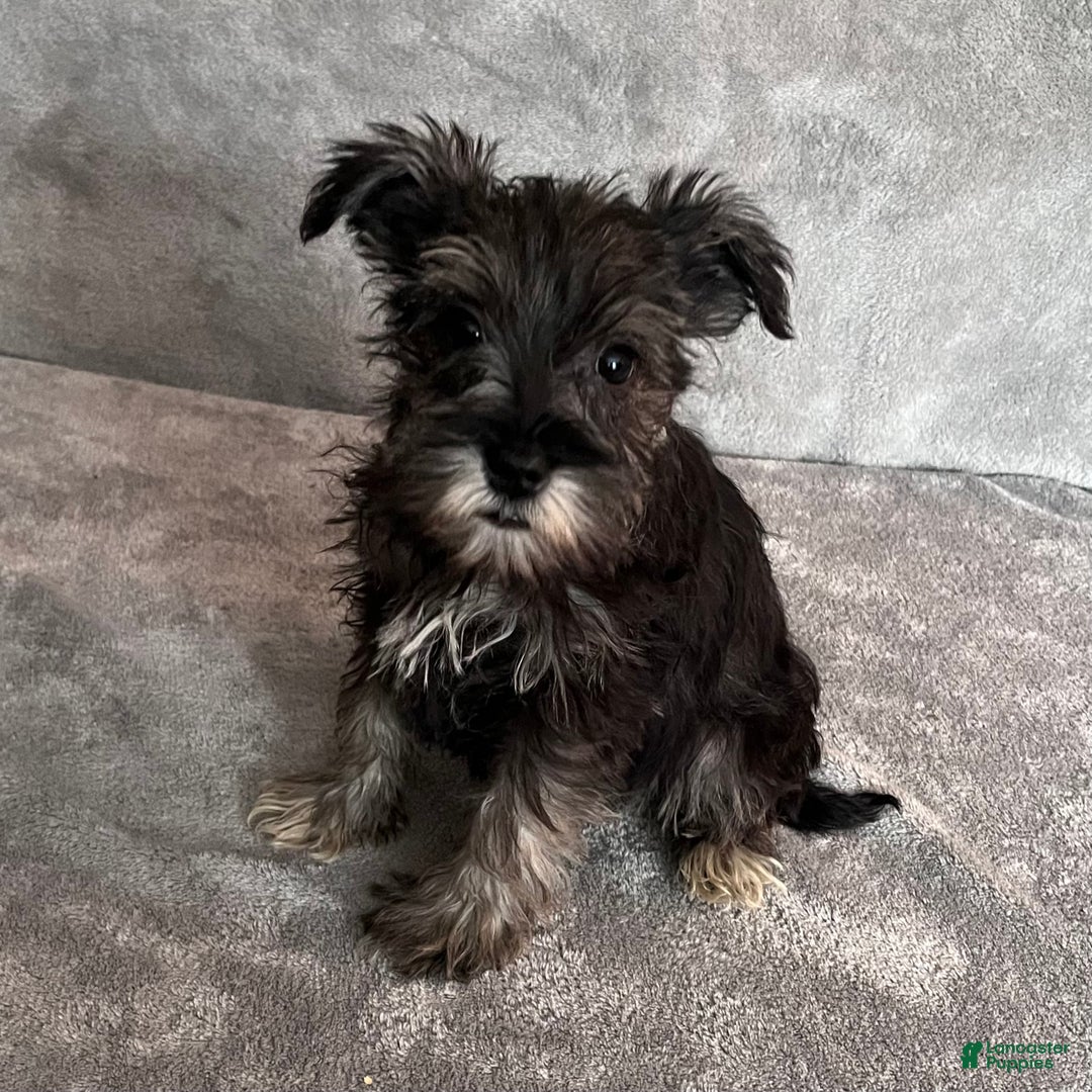 Miniature Schnauzer dogs for sale: Theo - Ad 4