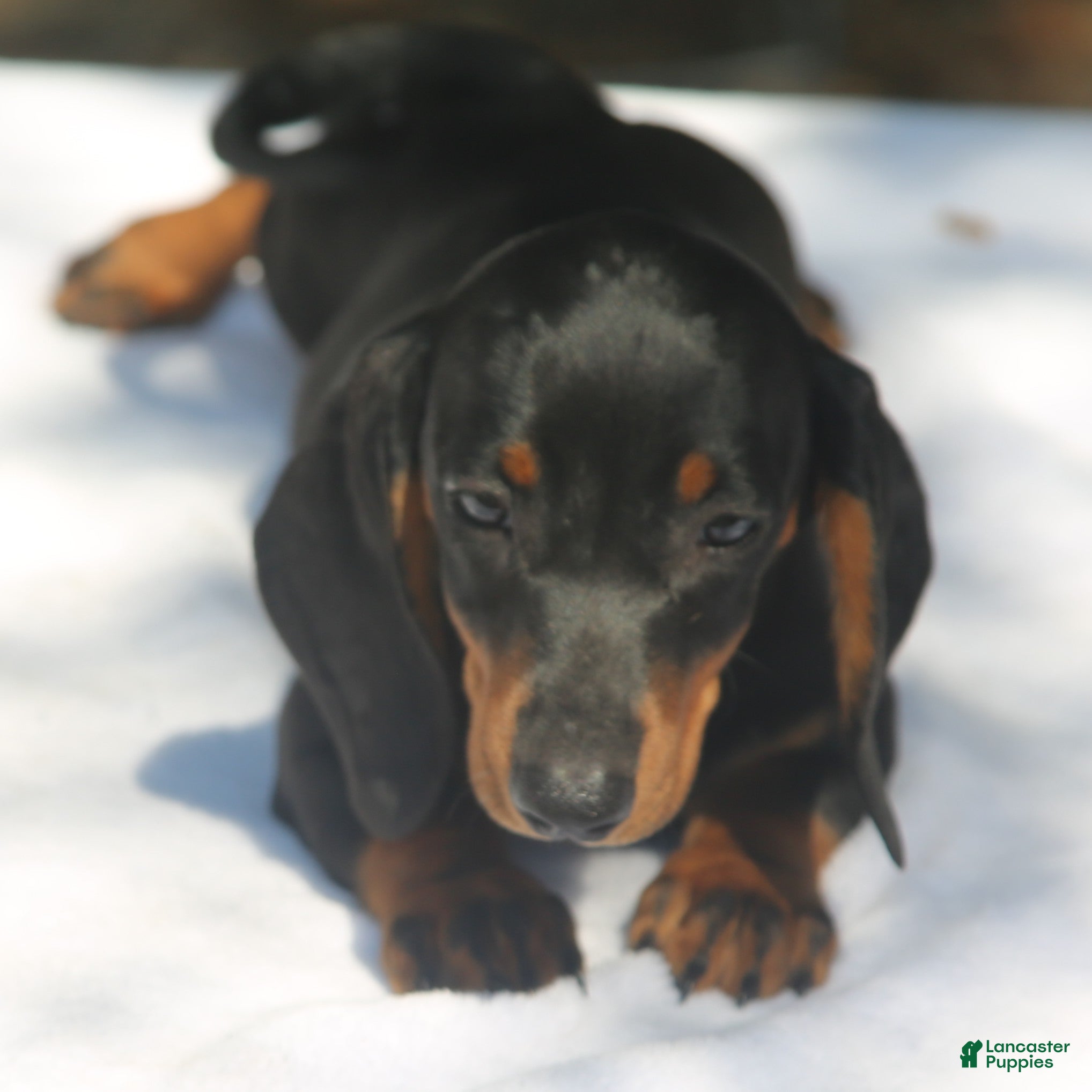 Miniature Dachshund dogs Black and Tan Smooth Tweenie - Ad 1