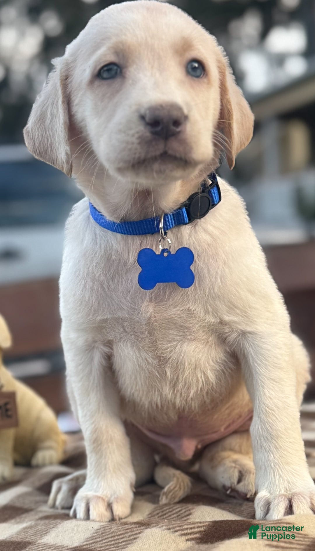 Labrador Retriever dogs for sale: Labrador Retriever Puppy 1 - Ad 18