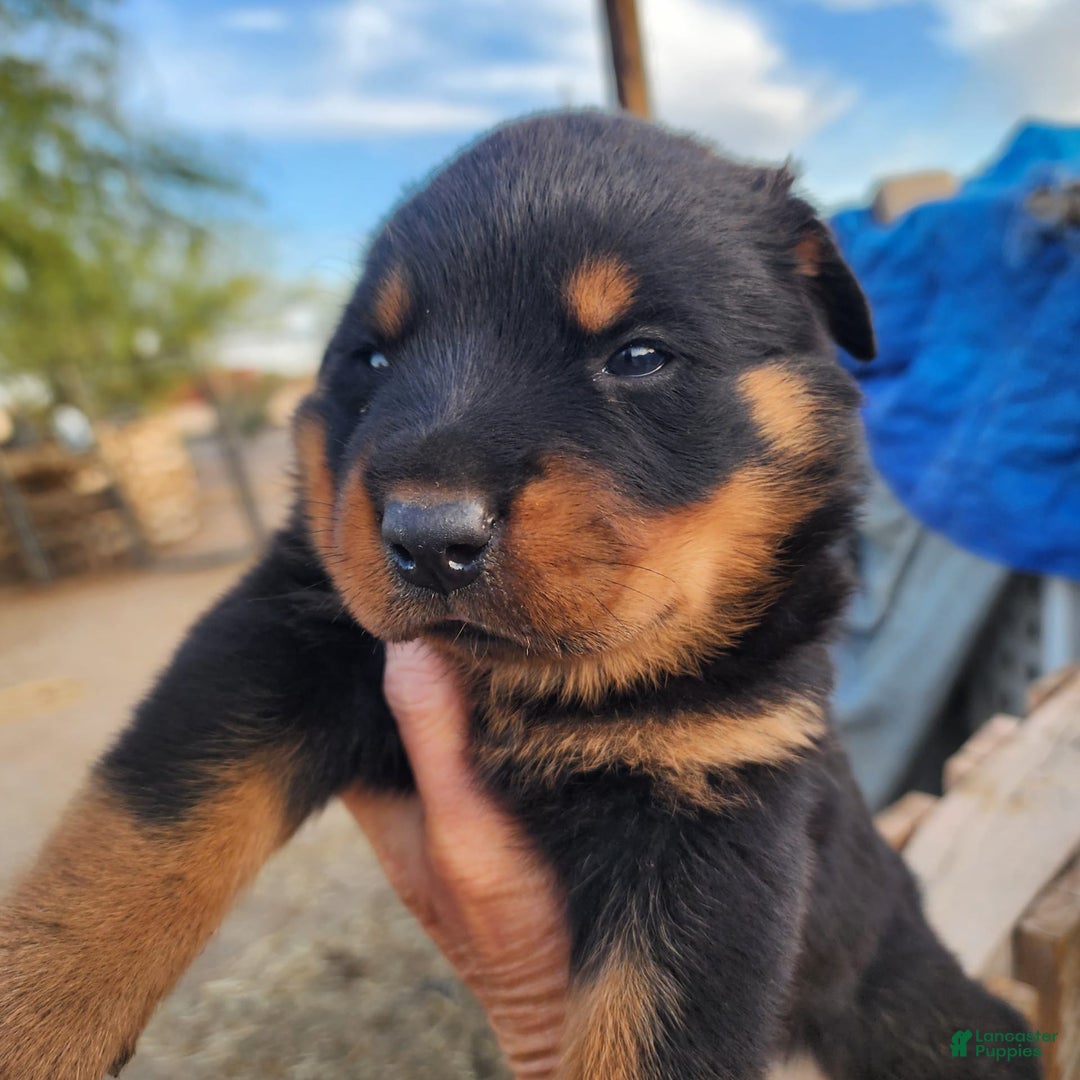 Rottweiler dogs for sale: Raja M2 - Ad 10