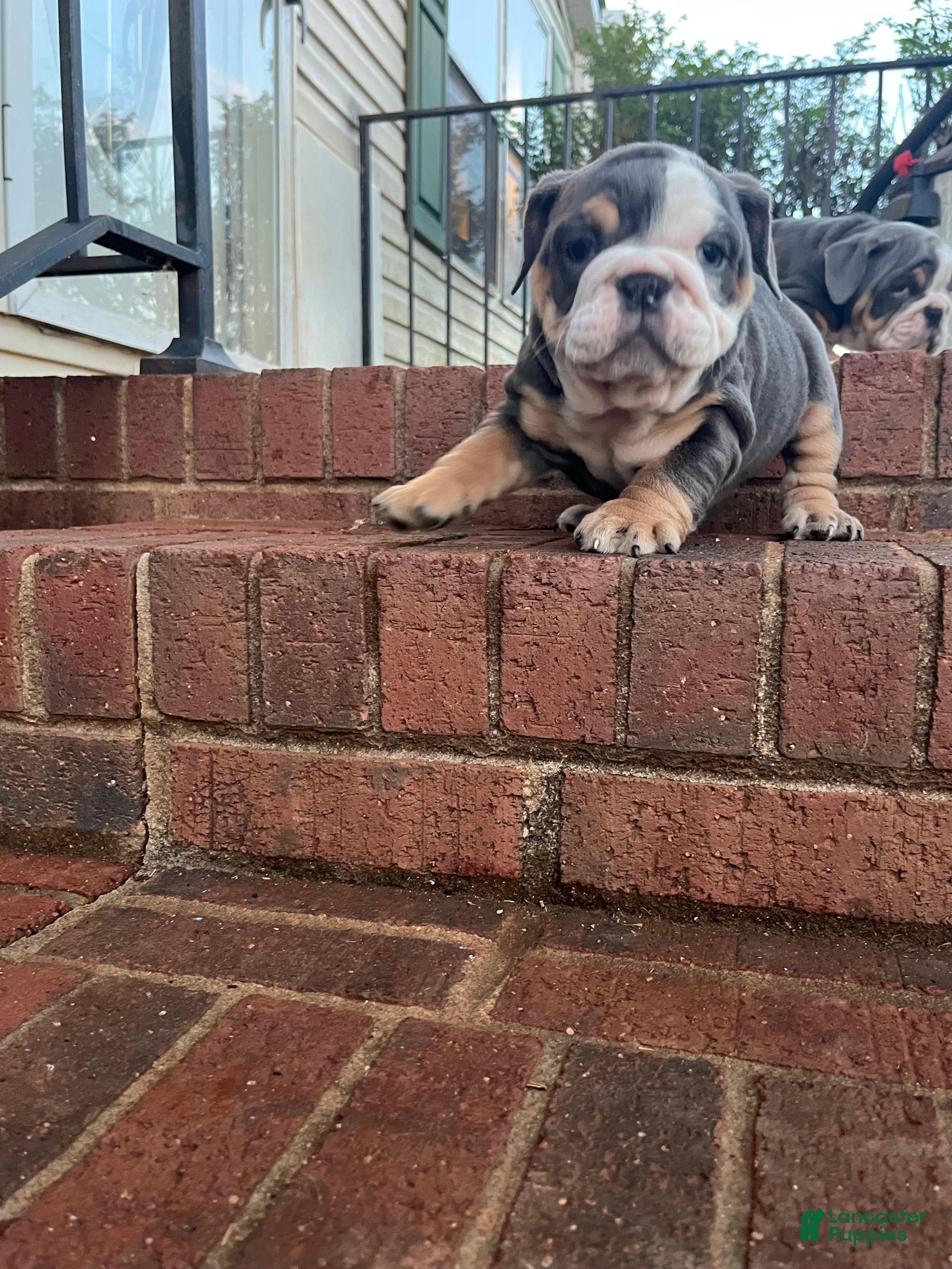English Bulldog dogs for sale: English Bulldog Puppy 4 - Ad 2