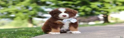 Miniature Australian Shepherd dogs for sale: Rowdy - Ad 6