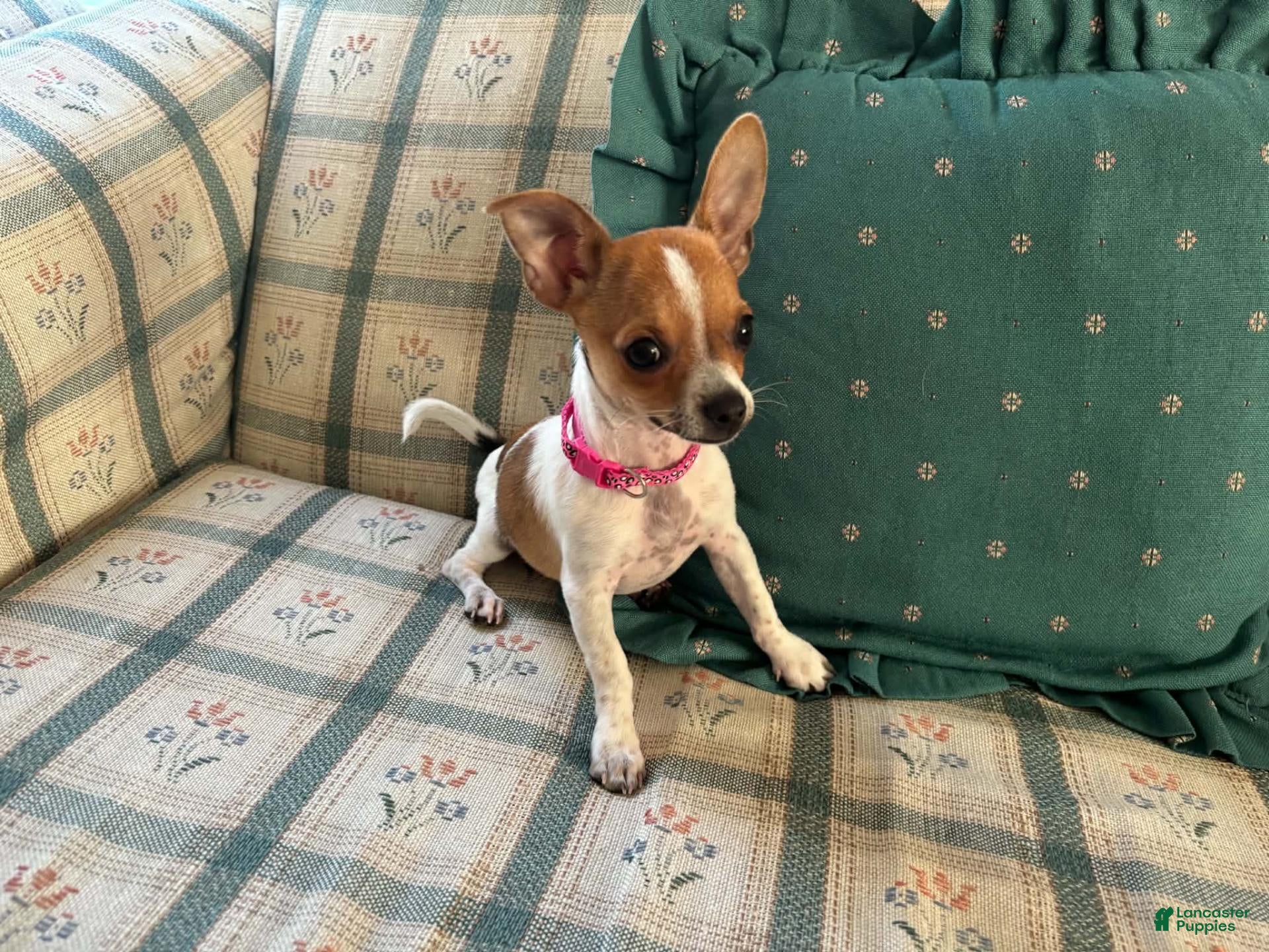 Chihuahua dogs for sale: ♡ Bobbi Girl ♡  - Ad 1