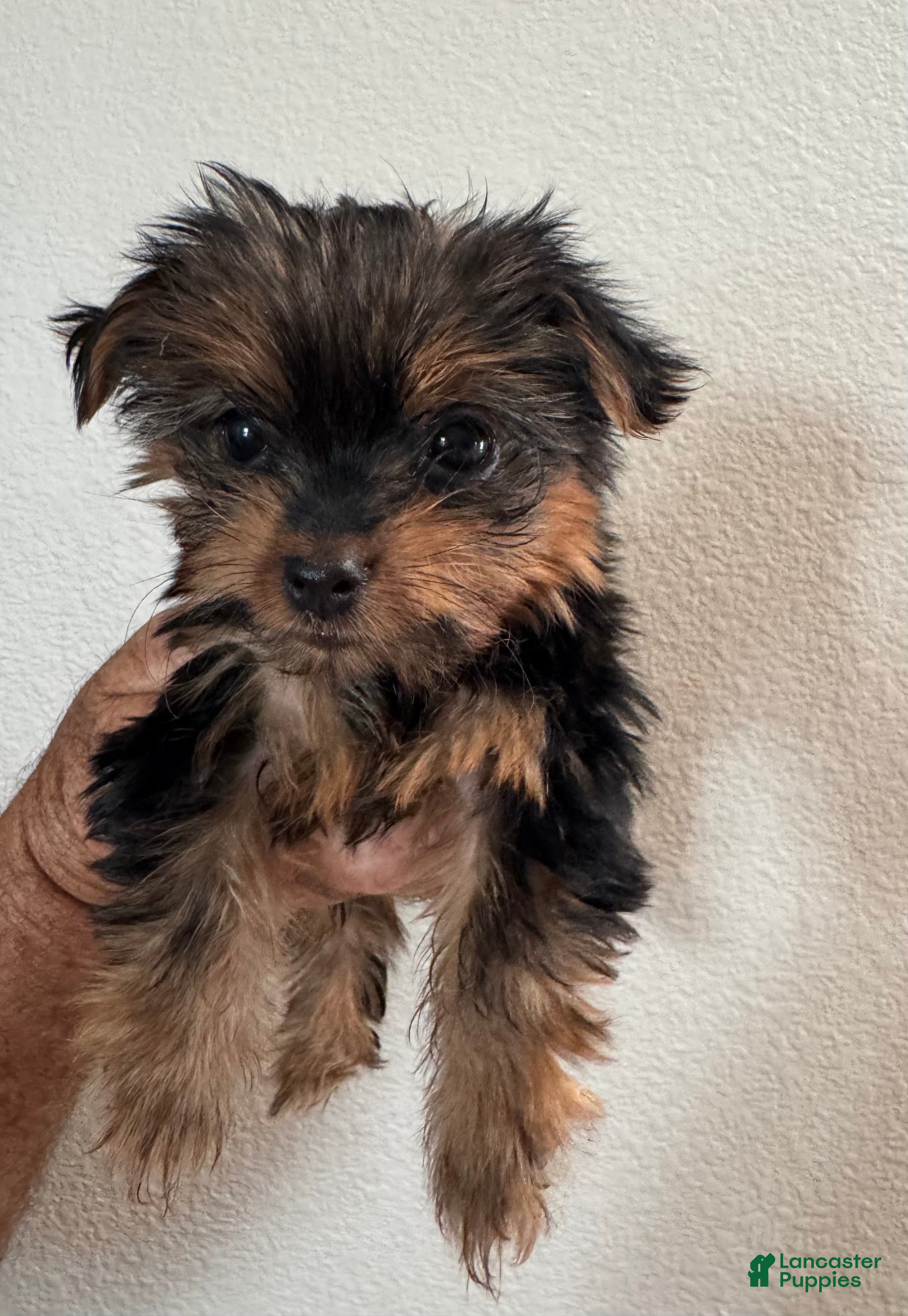 Yorkiepoo dogs Yorkiepoo 1 - Ad 3