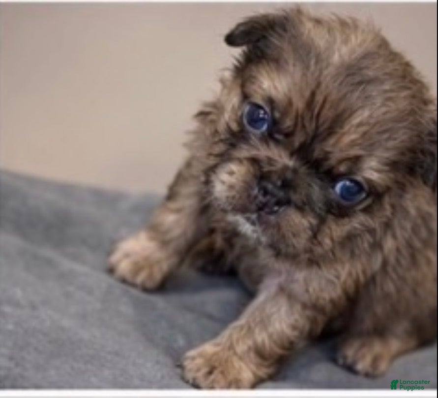 French Bulldog dogs Max - Ad 1