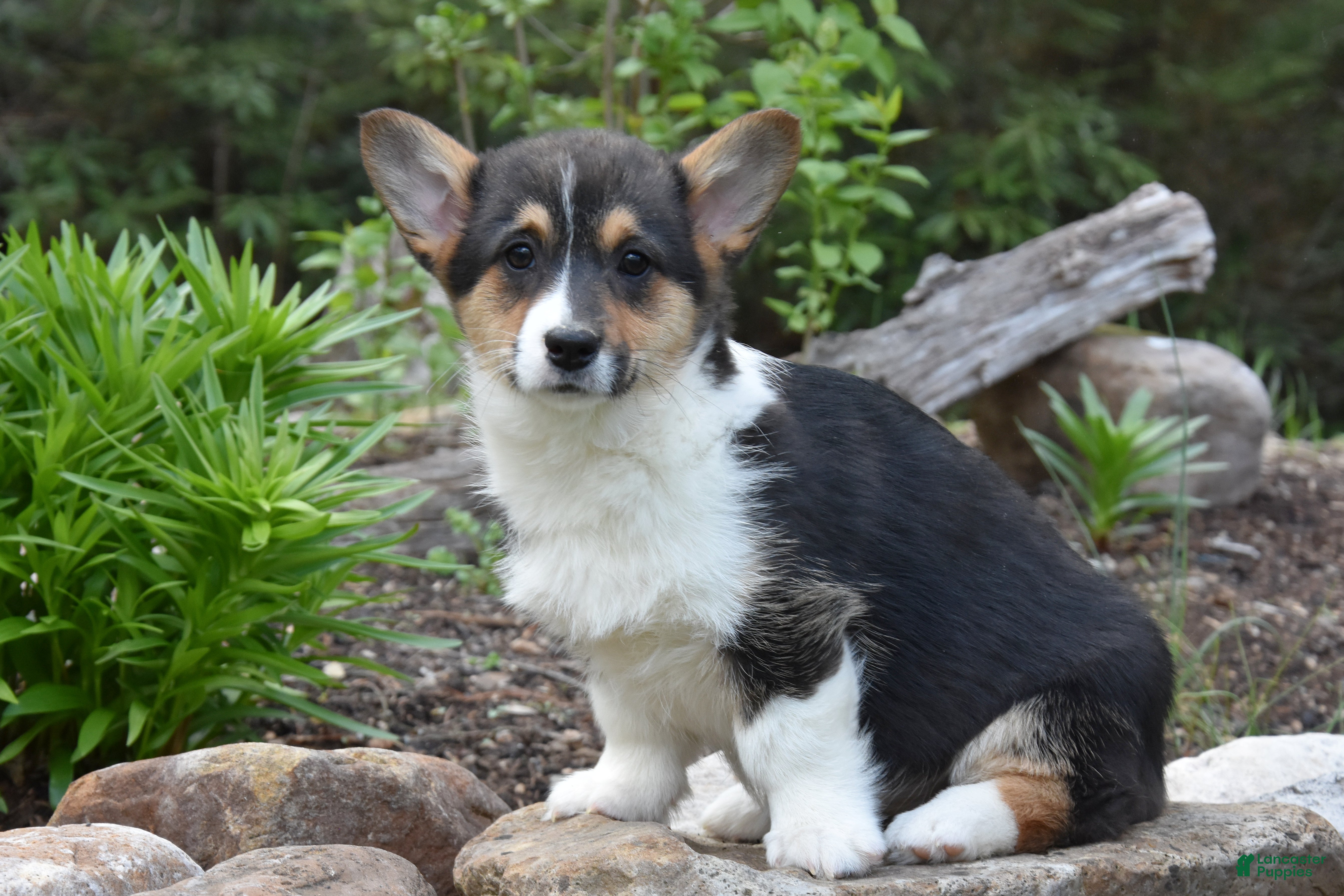 Welsh Corgi Pembroke dogs Betsy - Ad 2