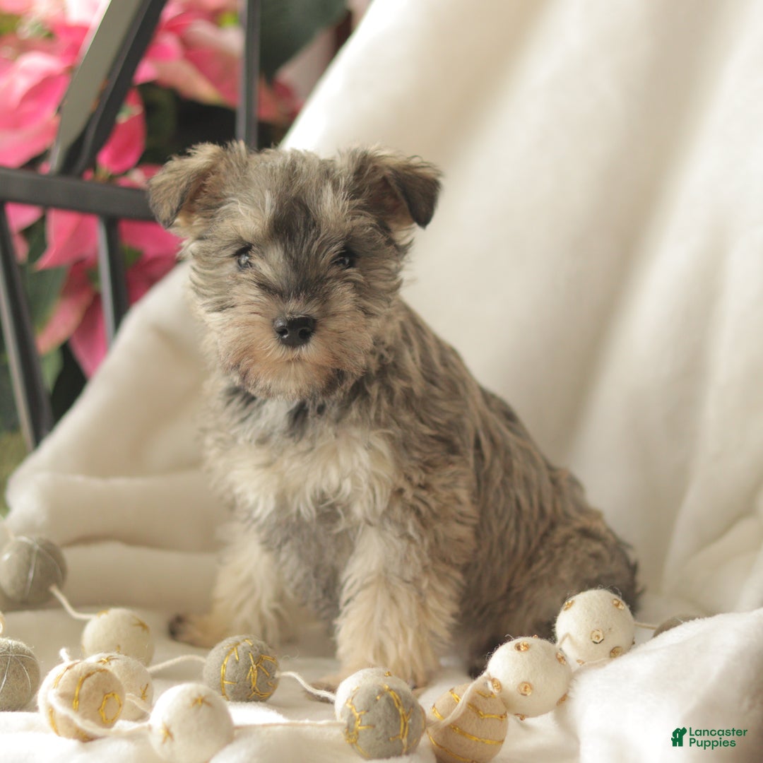 Miniature Schnauzer dogs for sale: Moon Light - Ad 3