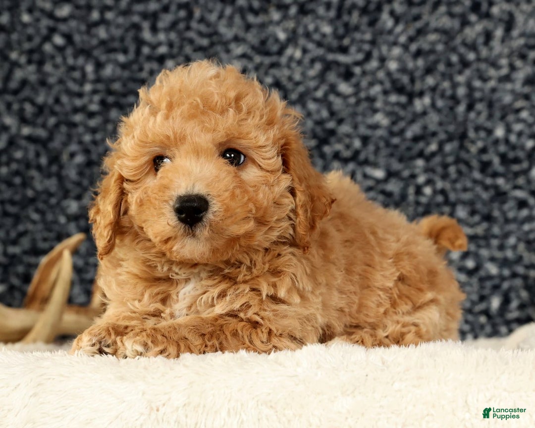 Bichpoo dogs for sale: Chief - Ad 3