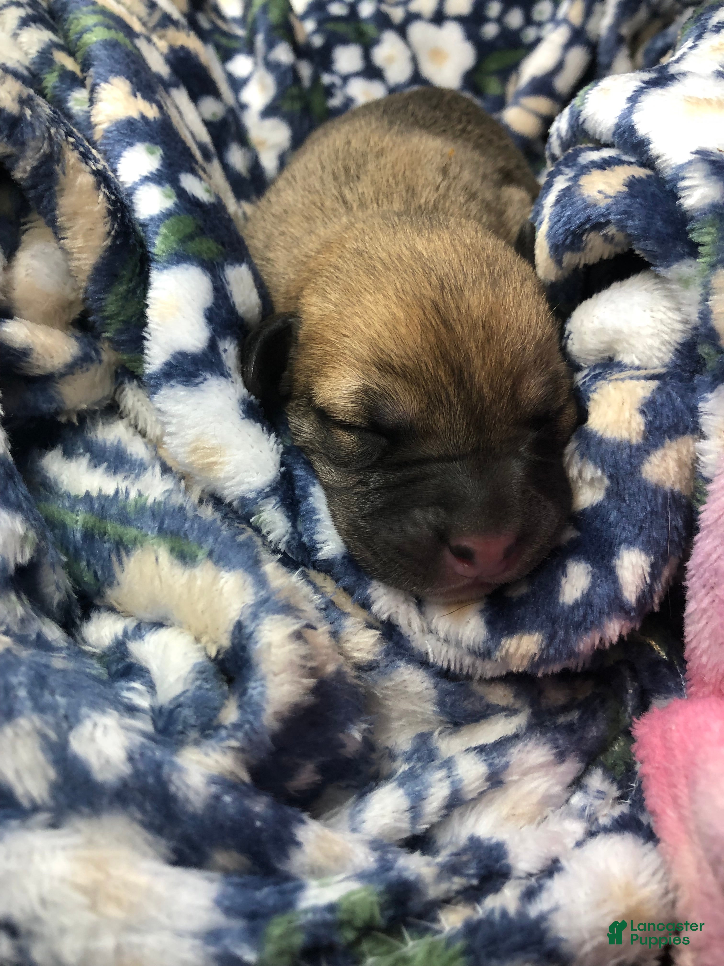 Mixed Breed dogs Female 5 - Ad 34