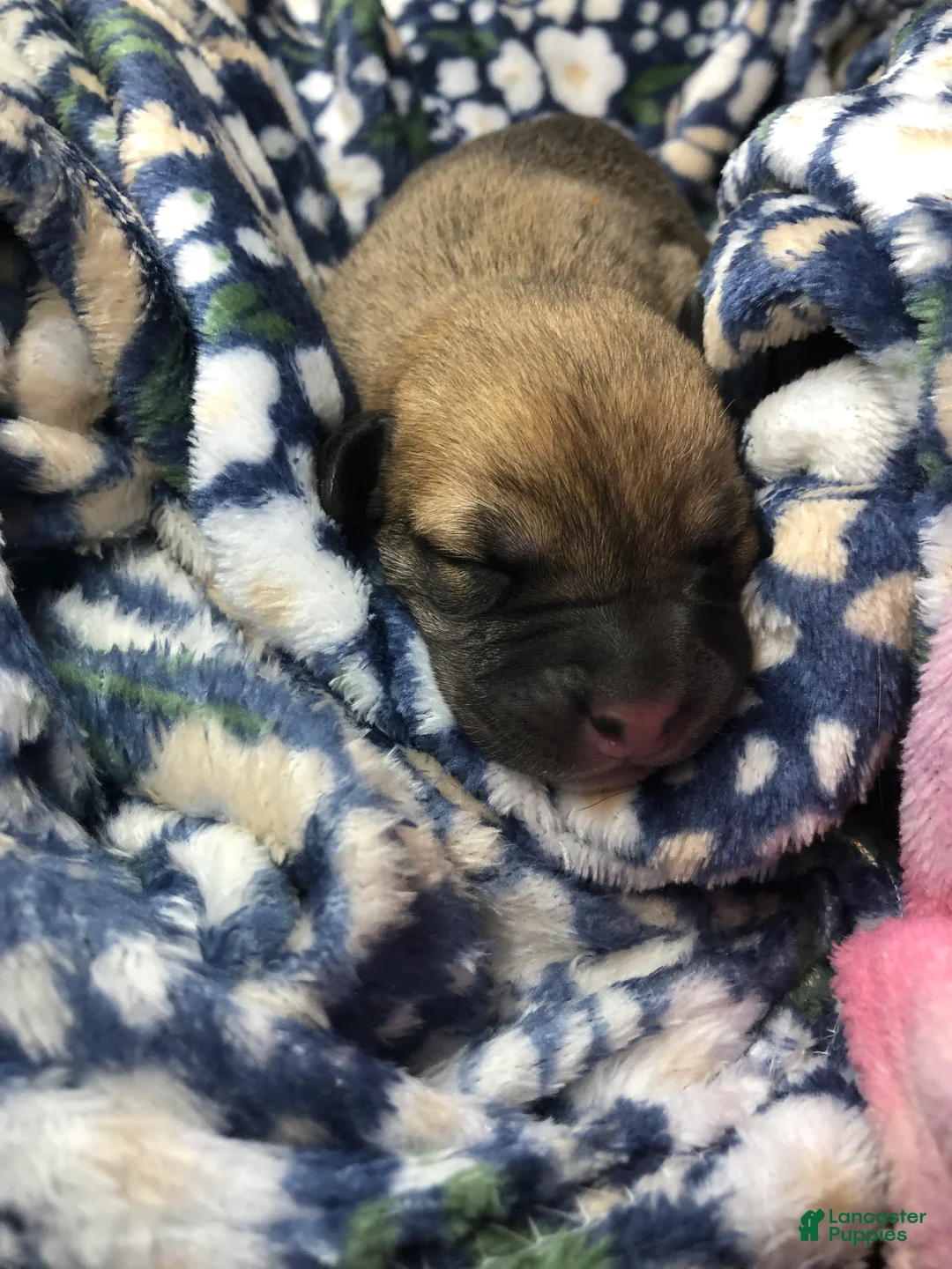 Mixed Breed dogs for sale: Female 5 - Ad 1