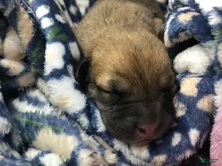 Mixed Breed dogs Female 5 - Ad 34