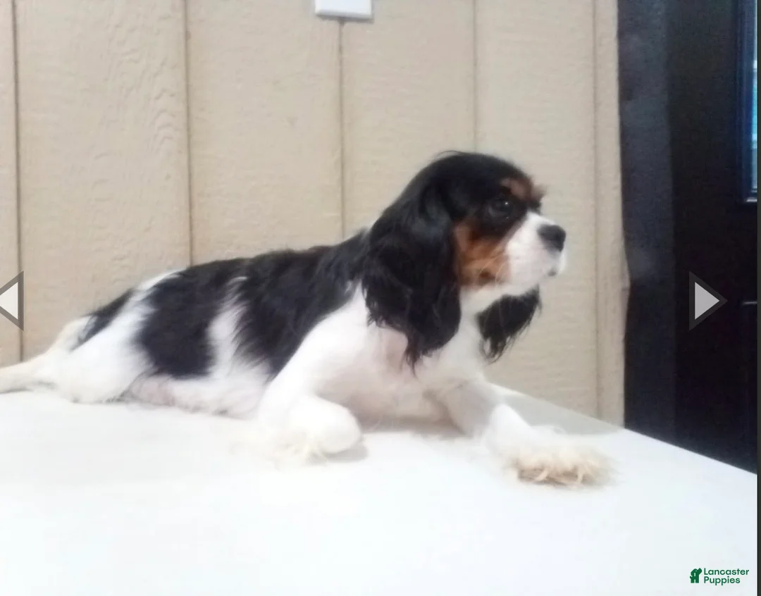 Cavapoo dogs for sale: Cavapoo 1 - Ad 2
