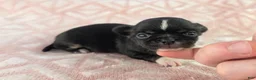 Chihuahua dogs for sale: AKC Charlotte - Ad 7
