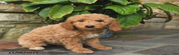 Mini Goldendoodle dogs for sale: Bailey  - Ad 5