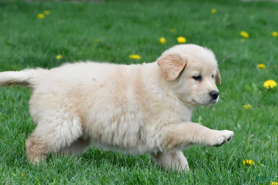 Golden Retriever dogs for sale: Cassandra - Ad 2