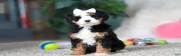 Mini Bernedoodle dogs for sale: Amethyst - Ad 6