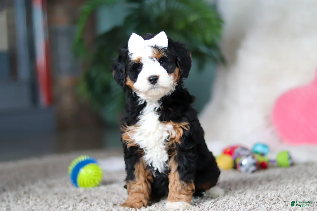 Mini Bernedoodle dogs for sale: Amethyst - Ad 6