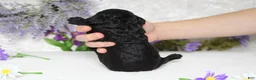 Toy Poodle dogs for sale: Peppercorn  - Ad 6