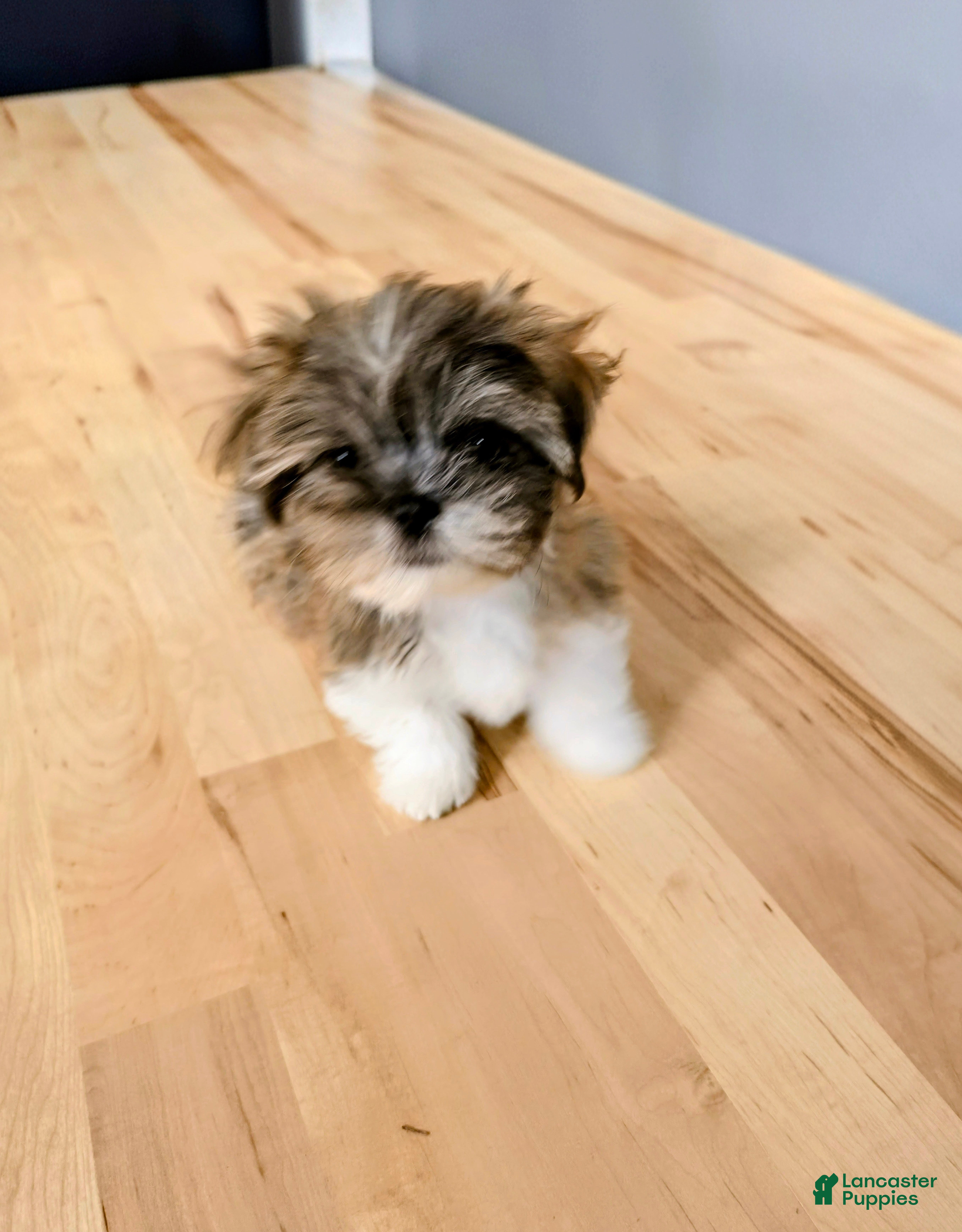 Lhasa Apso dogs Saffron - Ad 1