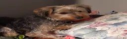 Yorkshire Terrier dogs for stud: Rj Moffitt - Ad 2