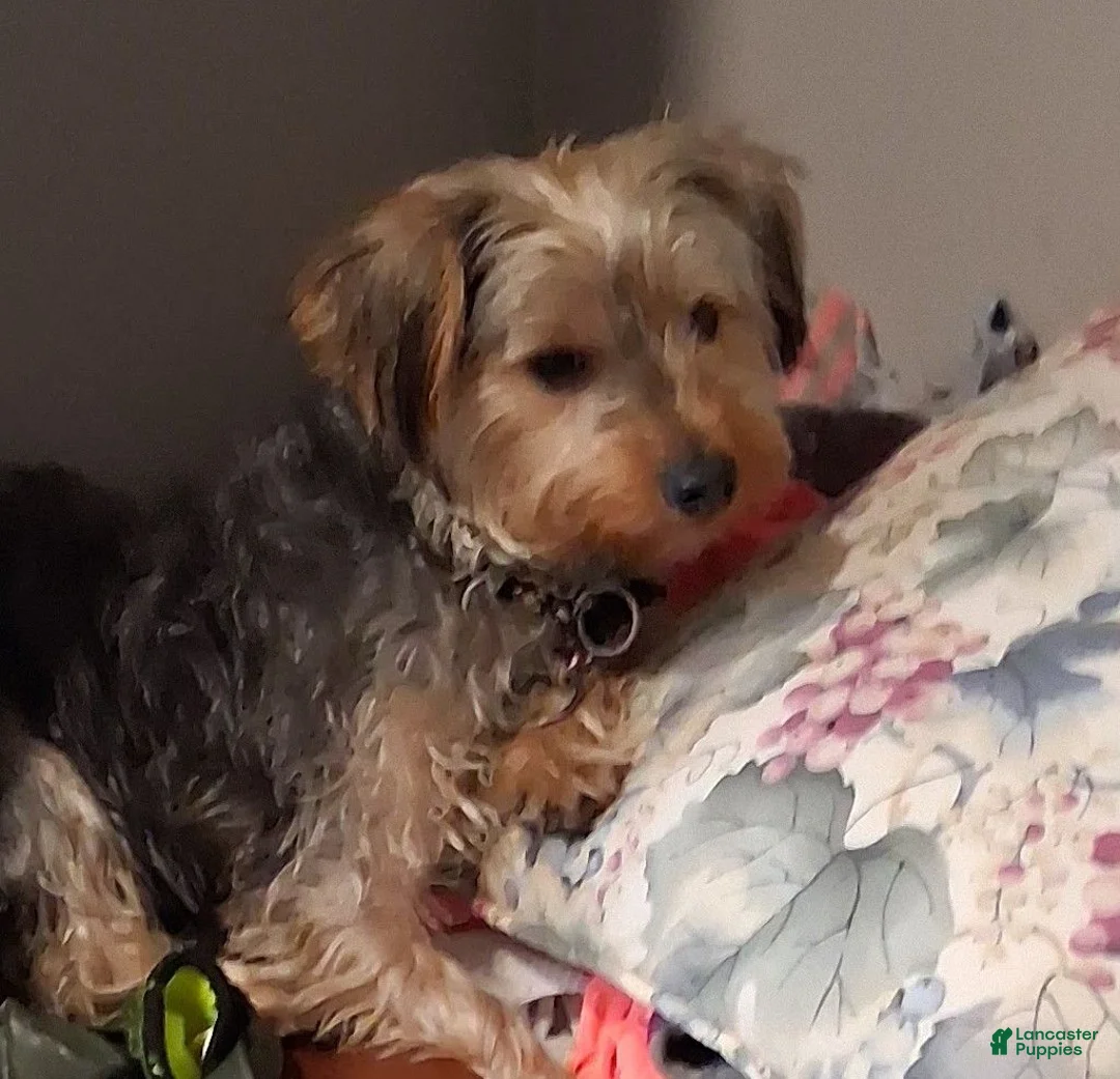 Yorkshire Terrier dogs for stud: Rj Moffitt - Ad 2