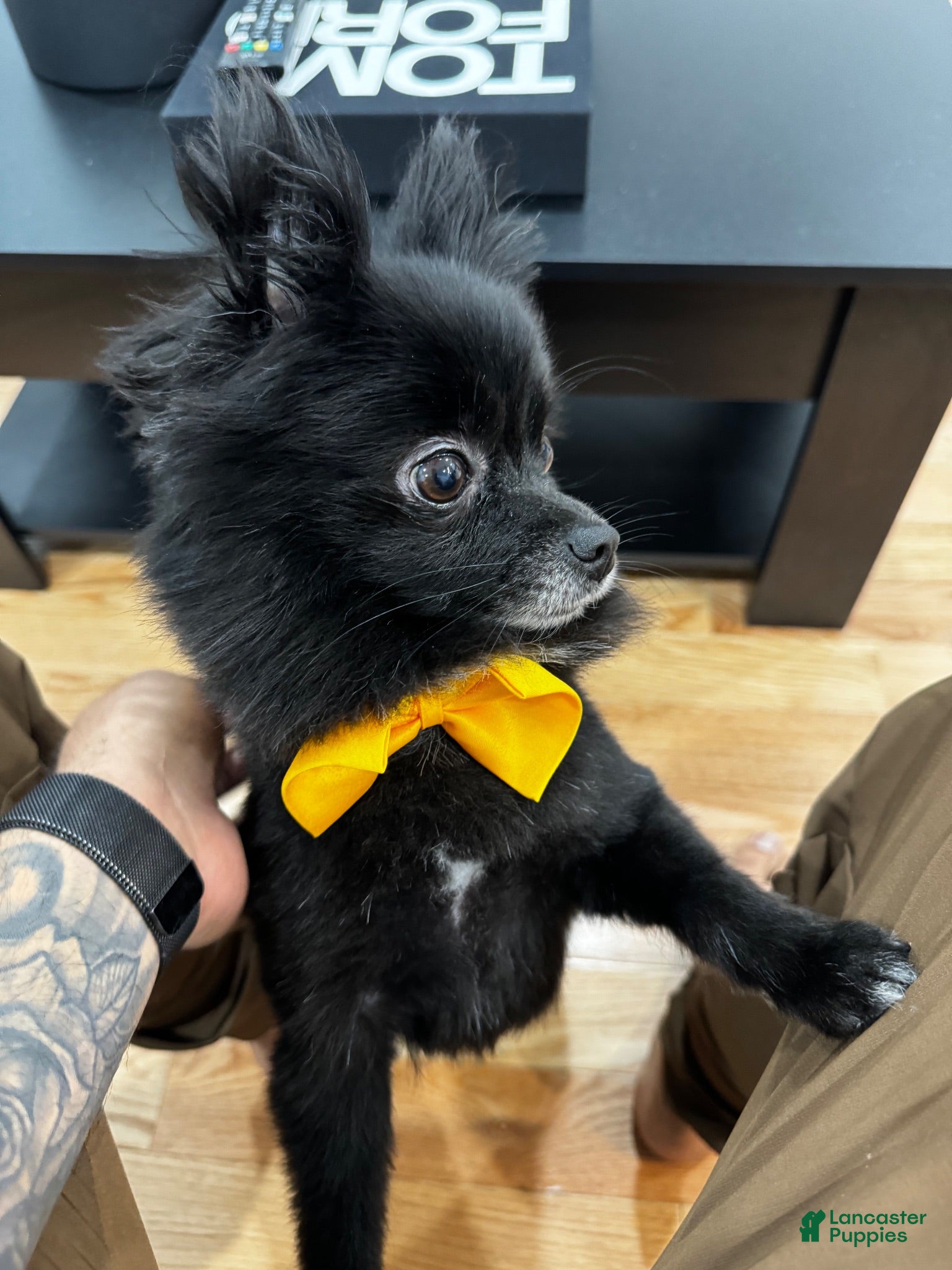 Pomeranian dogs Apolo - Ad 4