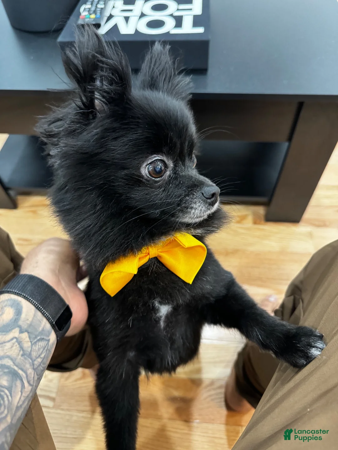 Pomeranian dogs for sale: Apolo - Ad 1