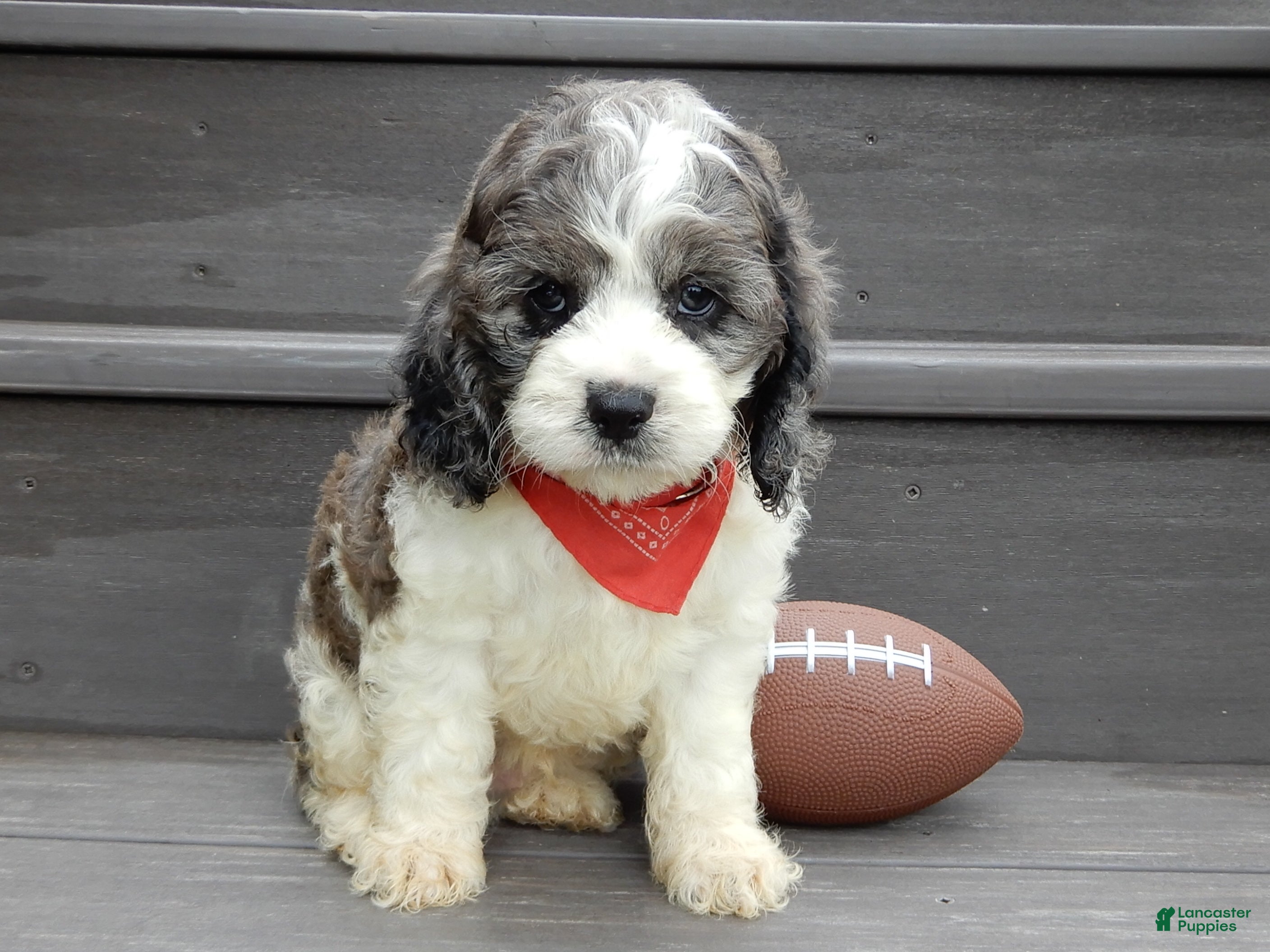 Cockapoo dogs Spot - Ad 2
