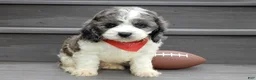 Cockapoo dogs for sale: Spot - Ad 2