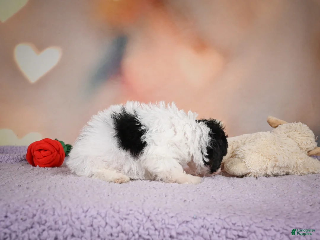 Maltipoo dogs for sale: Archie - Ad 12