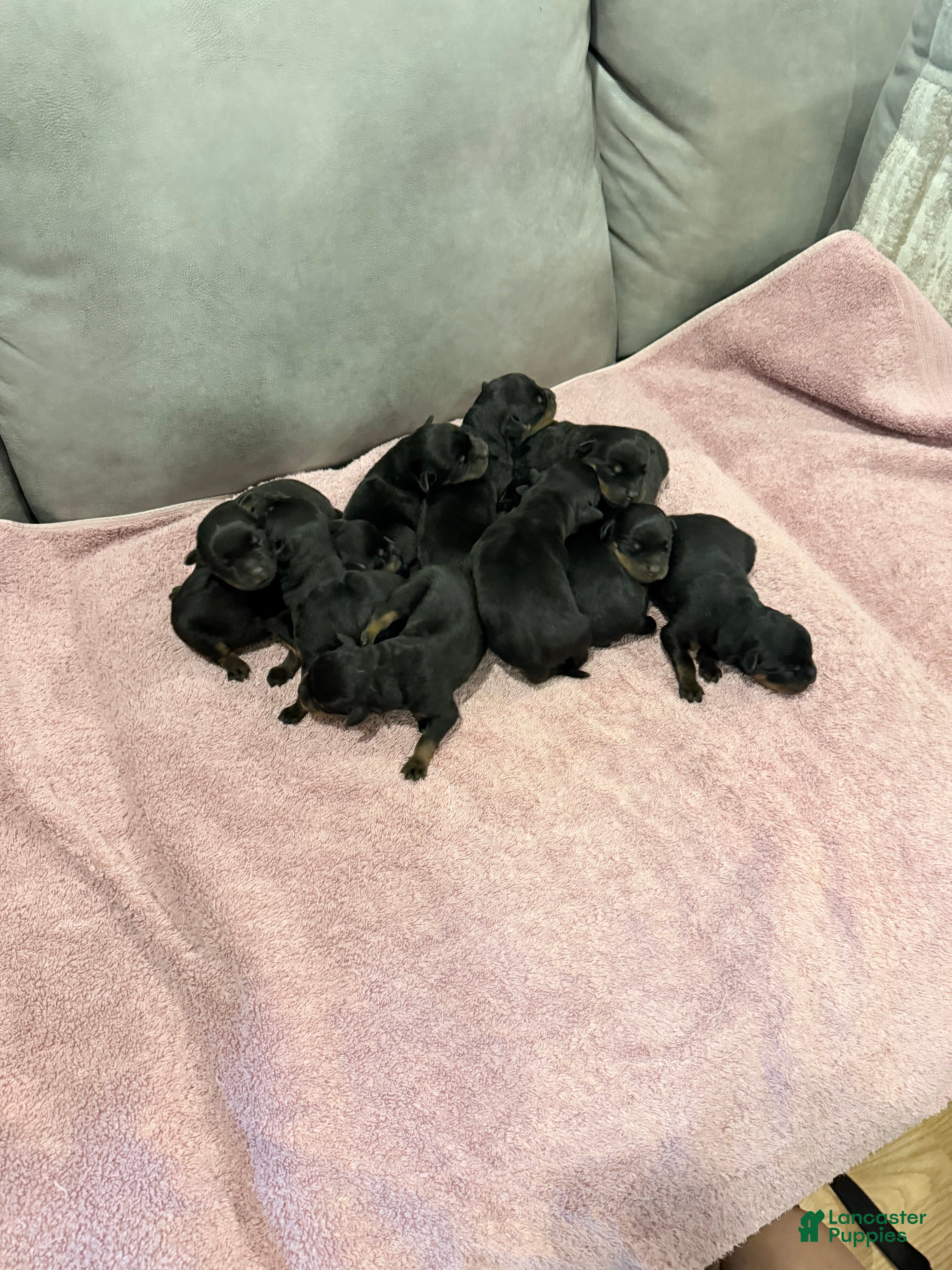 Rottweiler dogs Rottweiler Puppy 11 - Ad 2