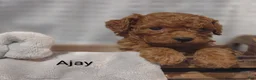 Cavapoo dogs for sale: Cavapoo F1b 6 Ajay RESERVED  - Ad 13