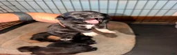 Mixed Breed dogs for sale: Chug 5 - Ad 3