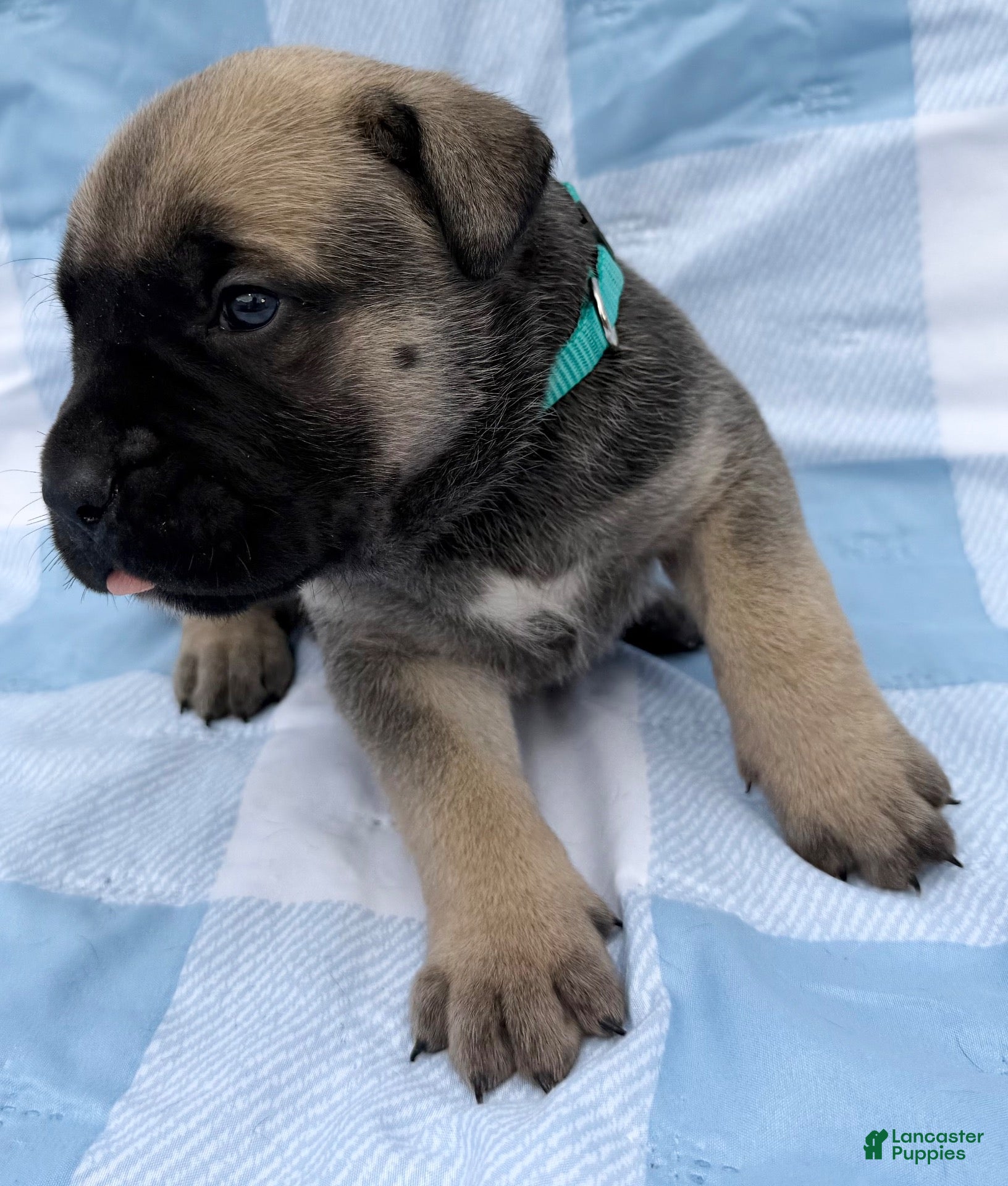 Cane Corso dogs Cane Corso 2 - Ad 2