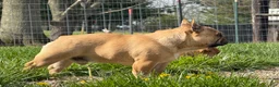 French Bulldog dogs for sale: Toi - Ad 3