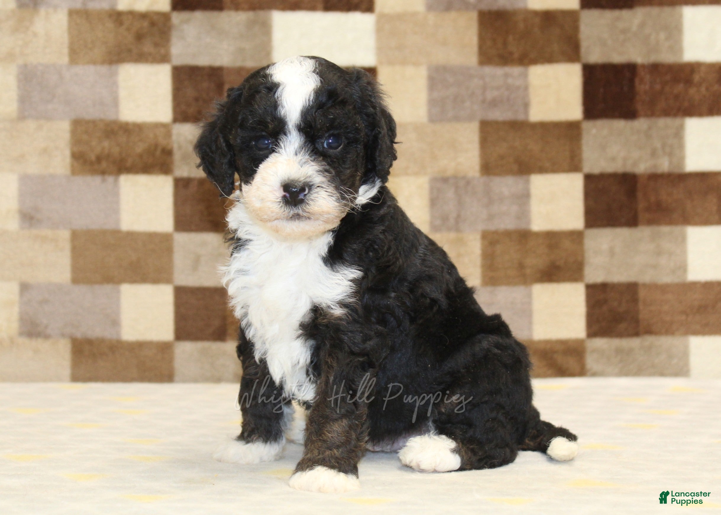Double Doodle dogs Jacob - Ad 1
