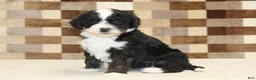 Double Doodle dogs for sale: Jacob - Ad 1