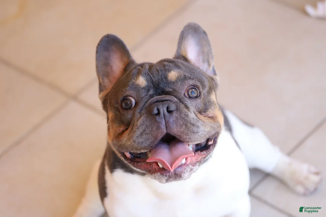 Gallery Image {{count}}