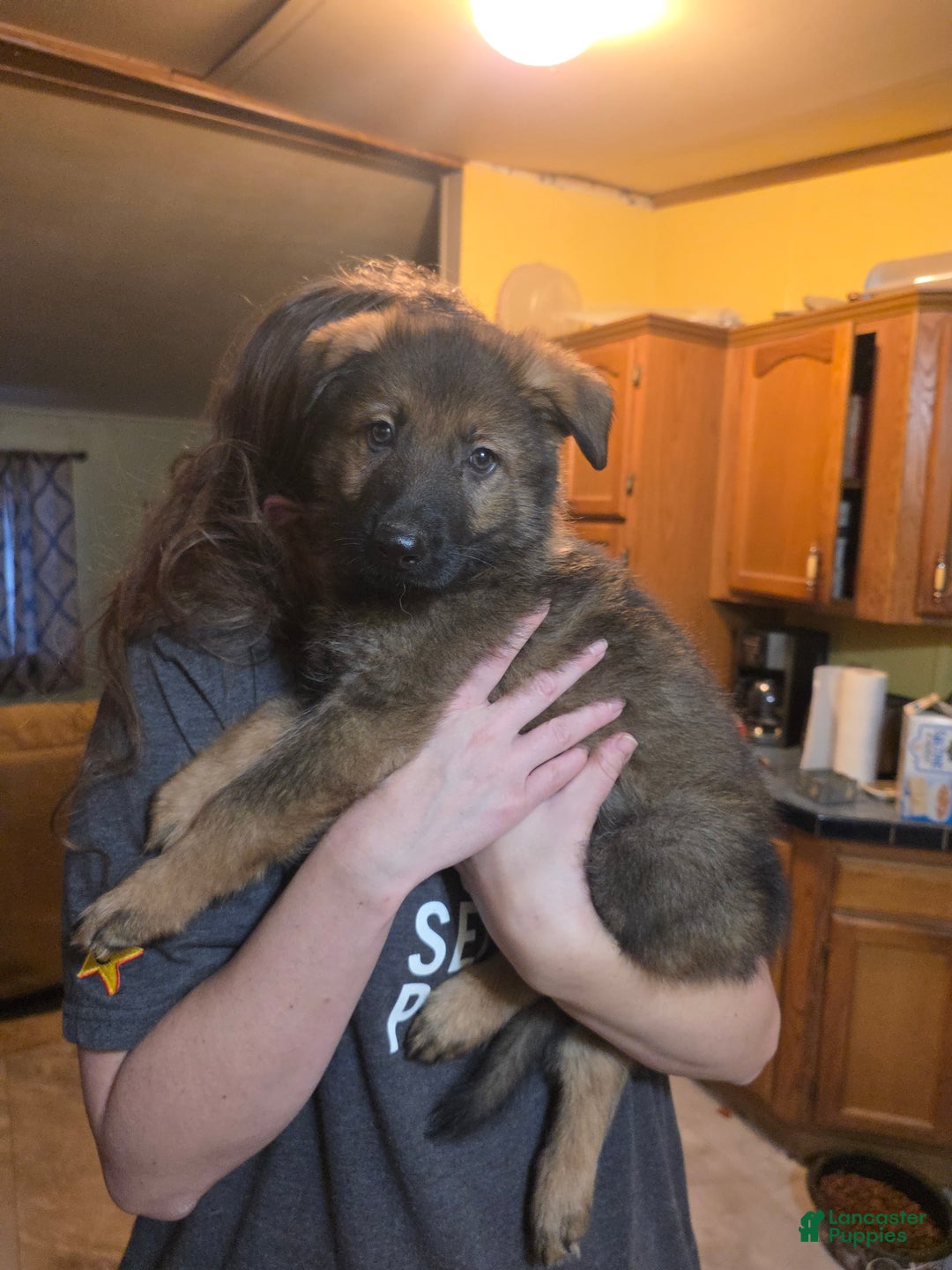 German Shepherd dogs for sale: German Shepherd Puppy 4 - Ad 2