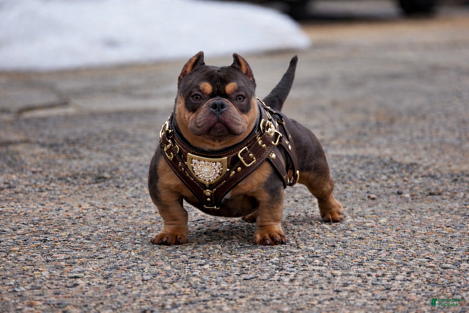 American Bully dogs Bones  - Ad 2