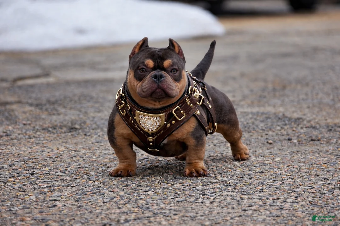 American Bully dogs for stud: Bones  - Ad 1