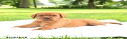 Labrador Retriever dogs for sale: Indi  - Ad 3