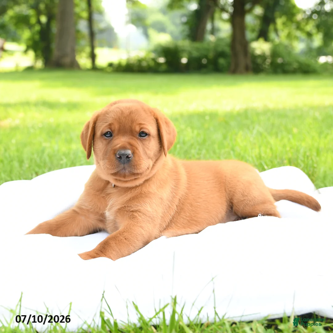 Labrador Retriever dogs for sale: Indi  - Ad 3