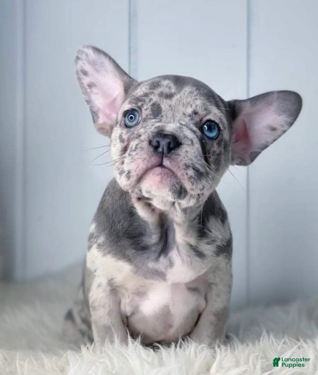 French Bulldog dogs for sale: Pete Blue Merle Frenchie Pup - Ad 1