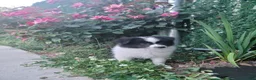 Pomeranian dogs for sale: Oreo - Ad 15
