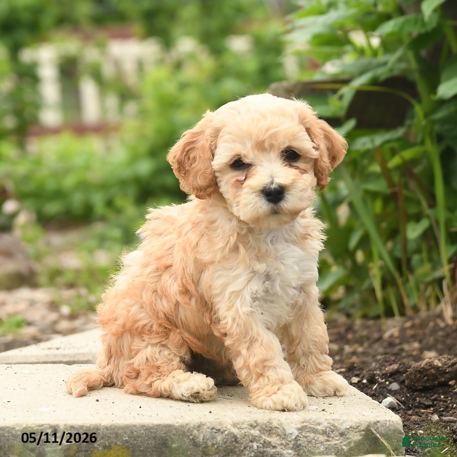 Bichpoo dogs Vivaldi - Ad 2