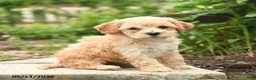 Bichpoo dogs for sale: Vivaldi - Ad 2
