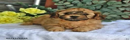 Shihpoo dogs for sale: Chase - Ad 3