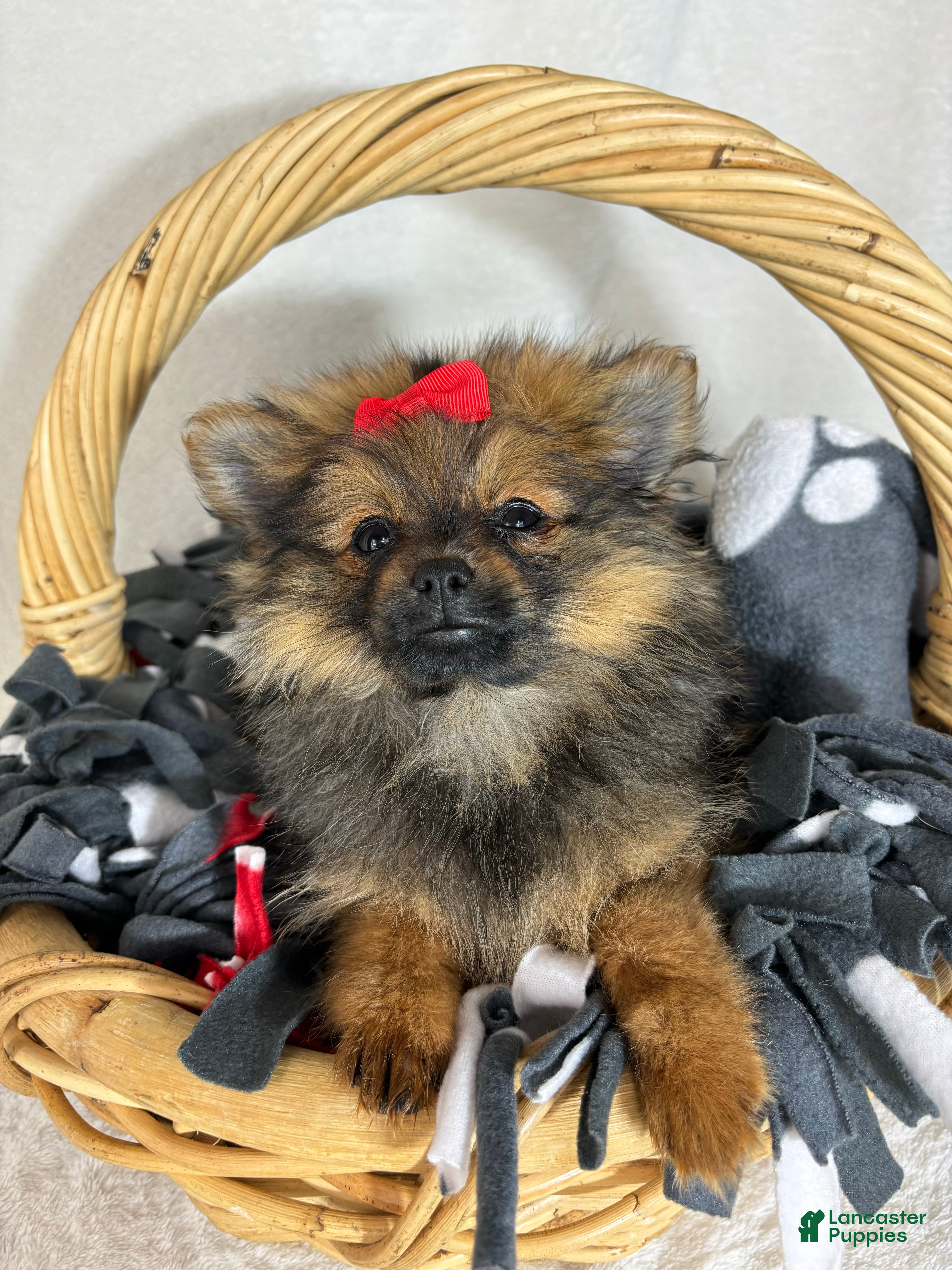 Pomeranian dogs Pinky - Ad 9